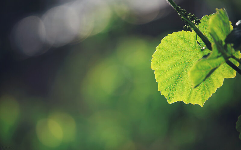 green leaf in sunlight