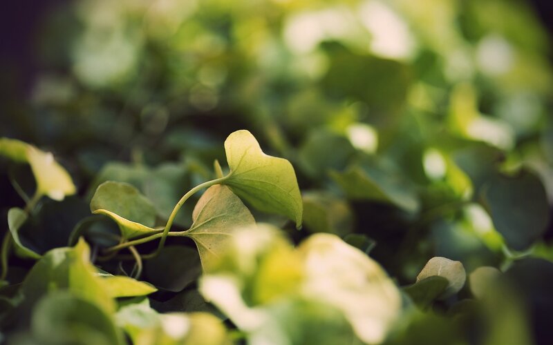 green leaf in sunlight