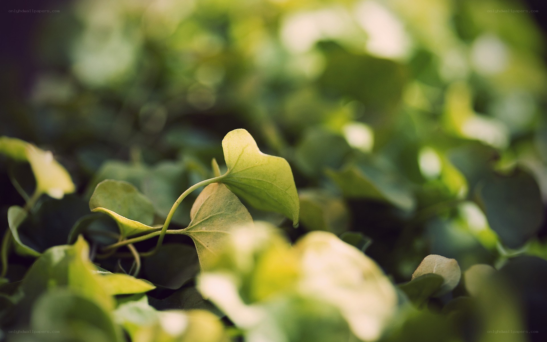 green leaf in sunlight
