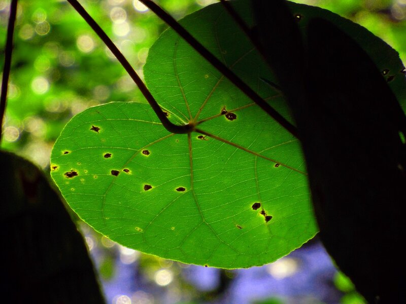 green leaf in sunlight
