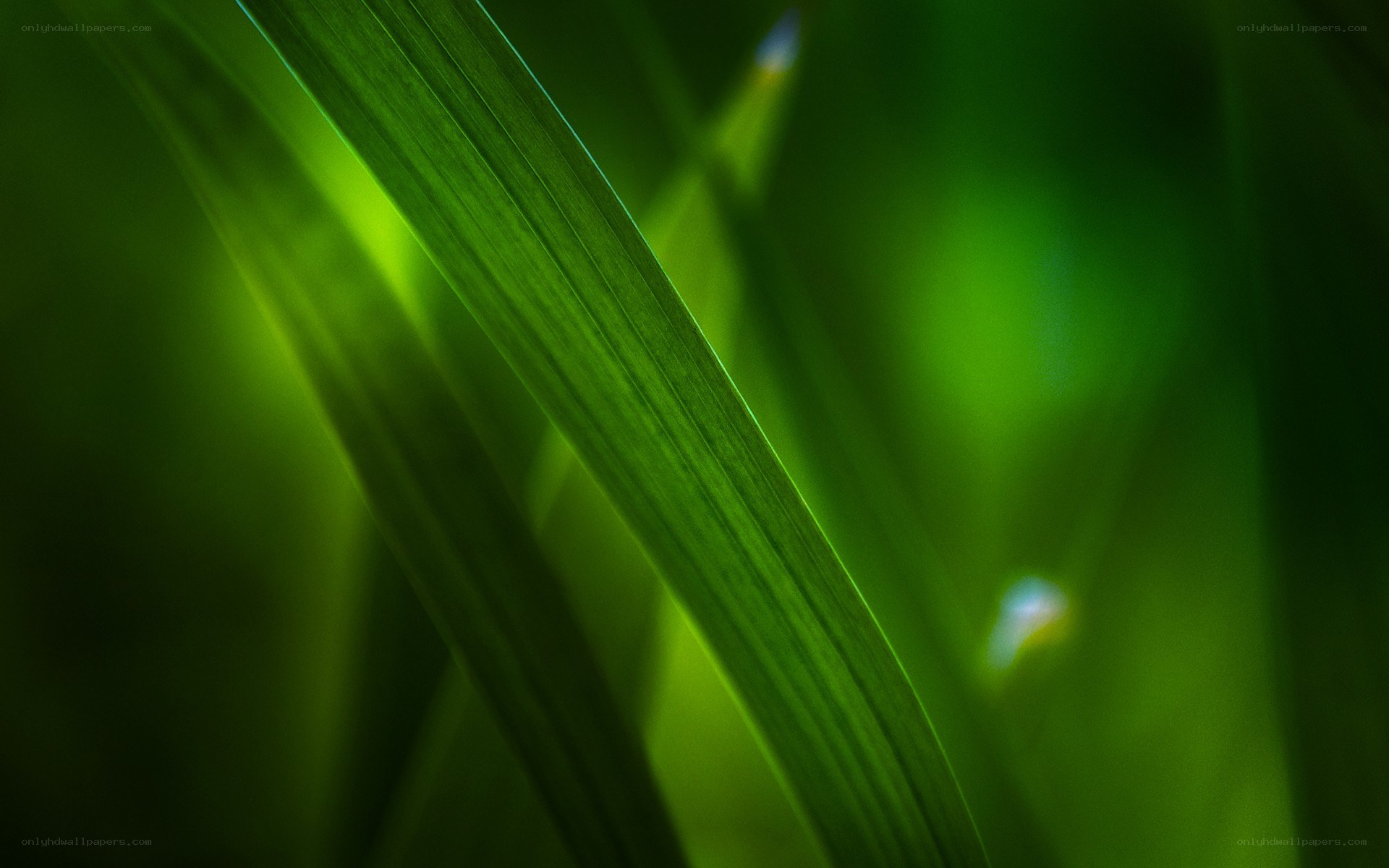 Green leaf in sunlight