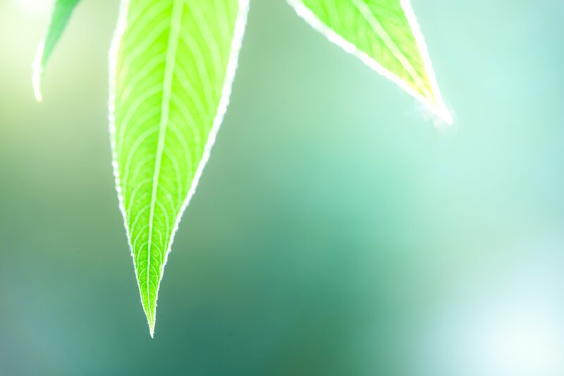 green leaf in sunlight