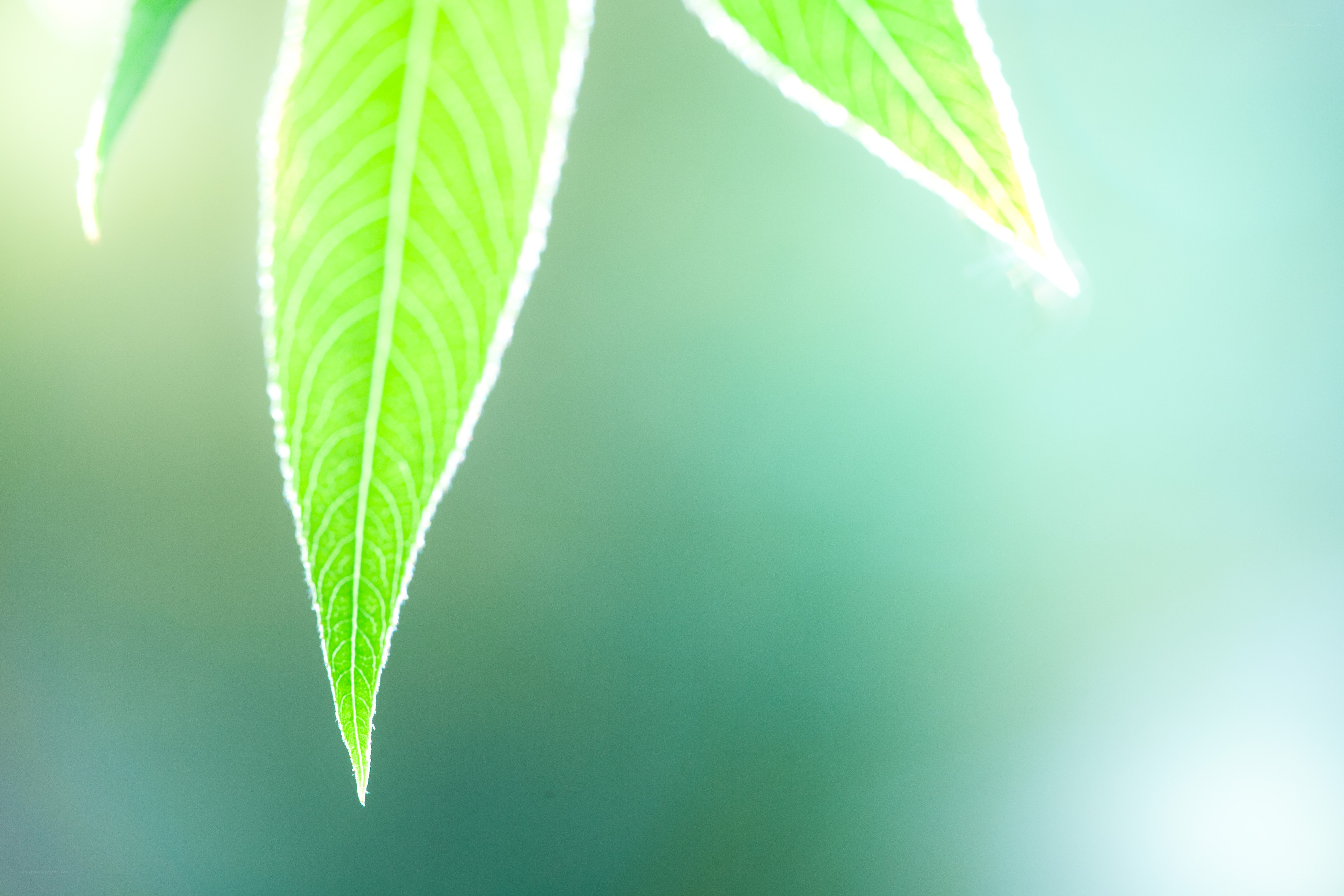 green leaf in sunlight