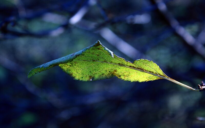 green leaf in sunlight