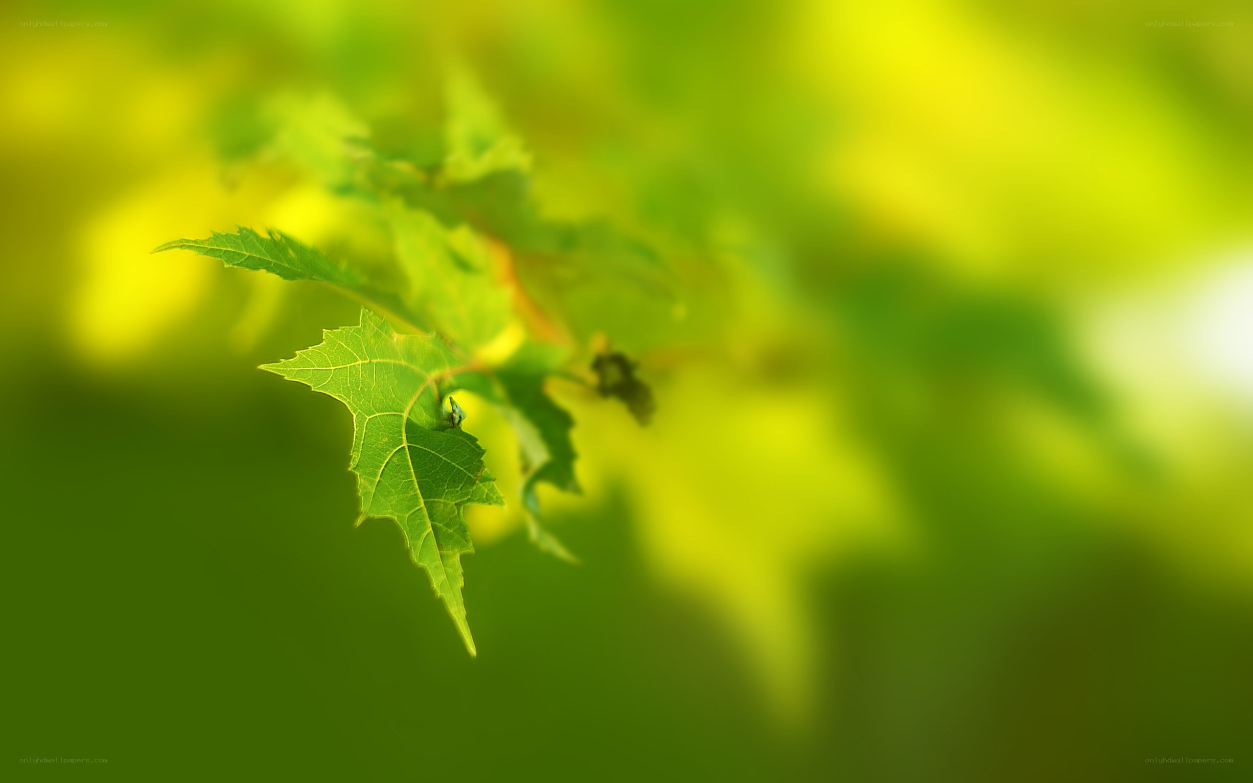 green leaf in sunlight