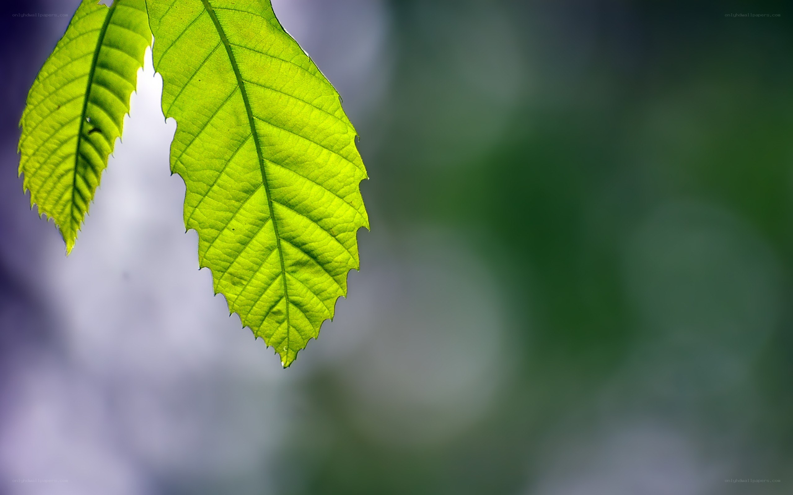 green leaf in sunlight