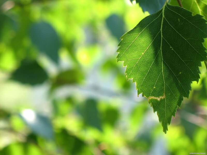 green leaf in sunlight