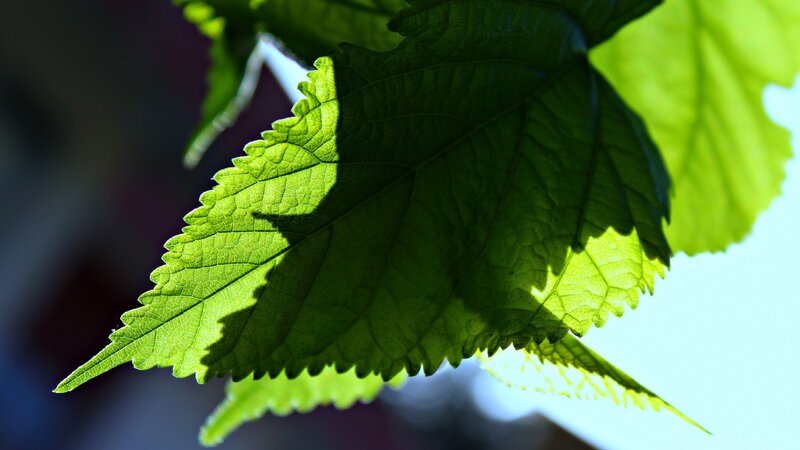 green leaf in sunlight