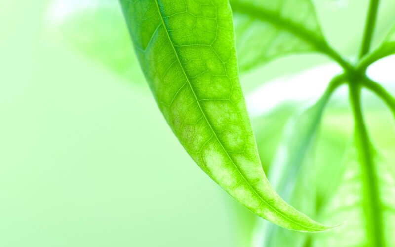 green leaf in sunlight