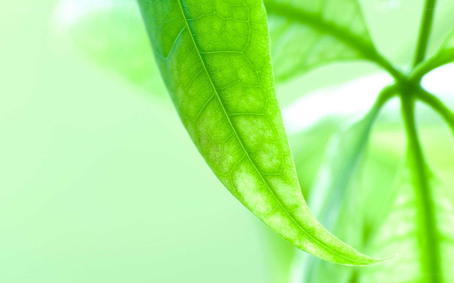 green leaf in sunlight