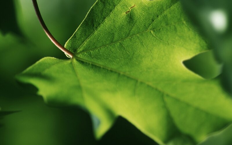 Green Leaf in Sunlight — Afternoon