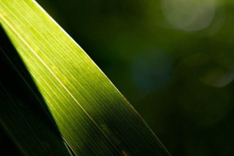 Green Leaf in Sunlight — Dramatic, Photograph, Shadow