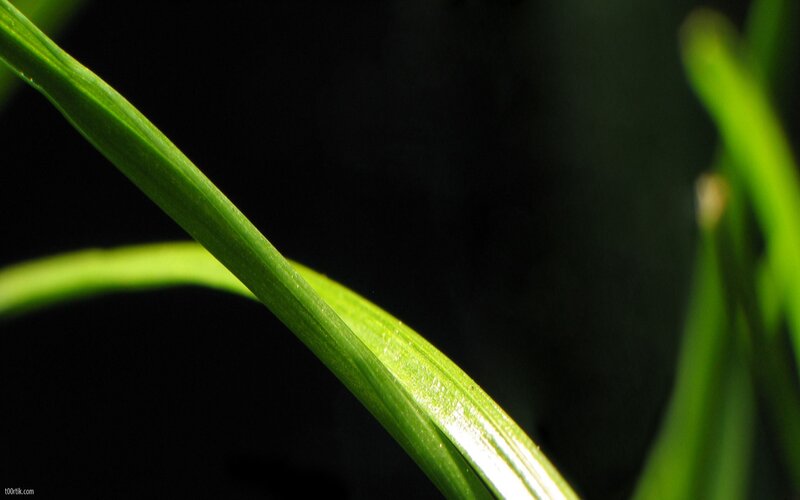 Green Leaf in Sunlight — Dramatic, Photograph