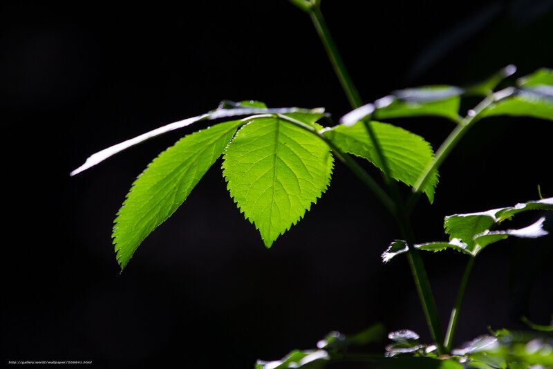Green Leaf in Sunlight — Dramatic
