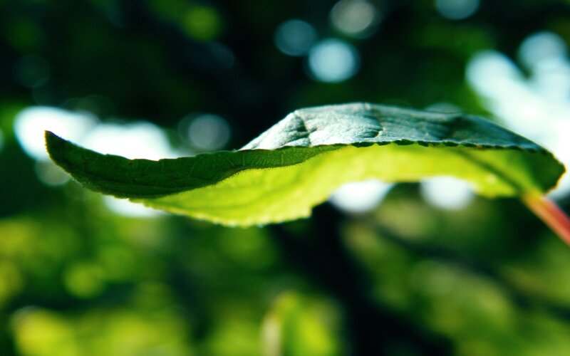 Green Leaf in Sunlight — Serene, Afternoon, Photograph, Background