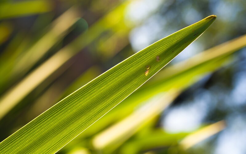 Green Leaf in Sunlight — Serene, Afternoon, Photograph, Blurred Background