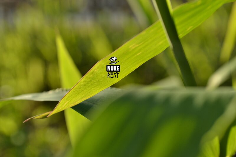 Green Leaf in Sunlight — Serene, Afternoon, Photograph, Blurry Background