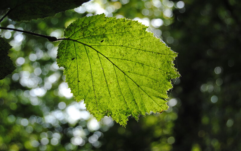 Green Leaf in Sunlight — Serene, Afternoon, Photograph, Forest