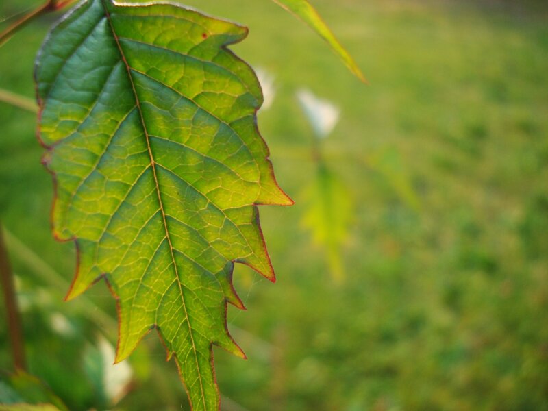 Green Leaf in Sunlight — Serene, Afternoon, Photograph, Grass