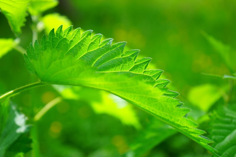 Green Leaf in Sunlight — Serene, Afternoon, Photograph, Stem