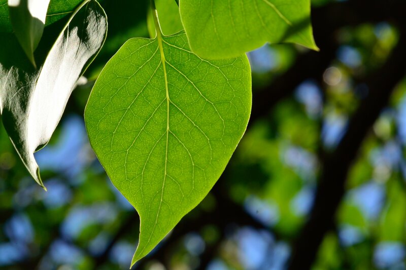 Green Leaf in Sunlight — Serene, Afternoon, Photograph