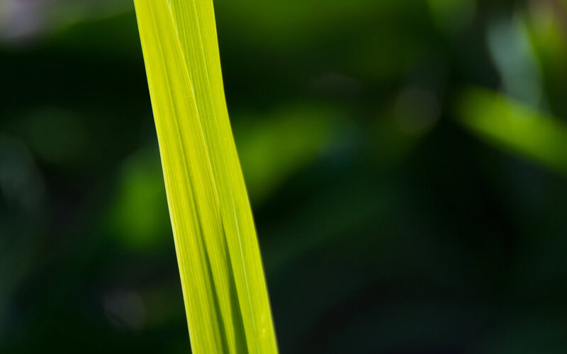 Green Leaf in Sunlight — Serene, Afternoon