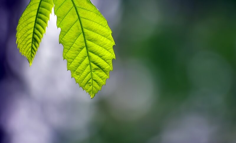 Green Leaf in Sunlight — Serene, Morning, Photograph, Background