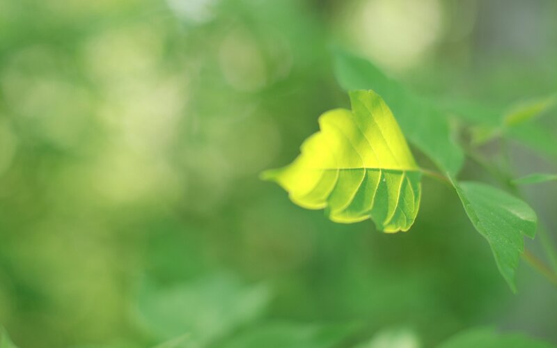 Green Leaf in Sunlight — Serene, Morning, Photograph, Background, Yellow