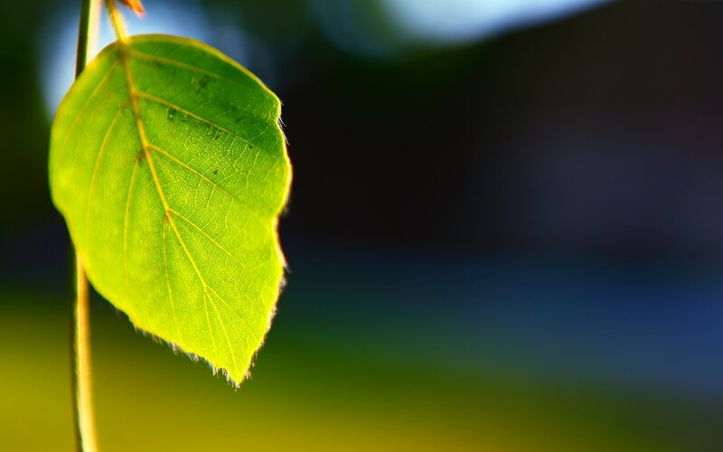 Green Leaf in Sunlight — Serene, Morning, Photograph
