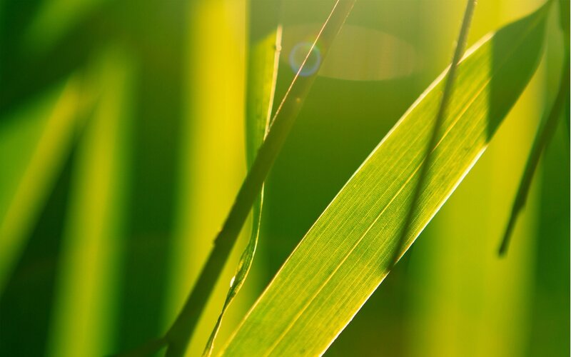 Green Leaf in Sunlight — Serene, Morning