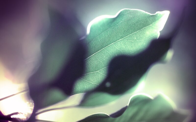 Green Leaf in Sunlight — Serene, Sunset