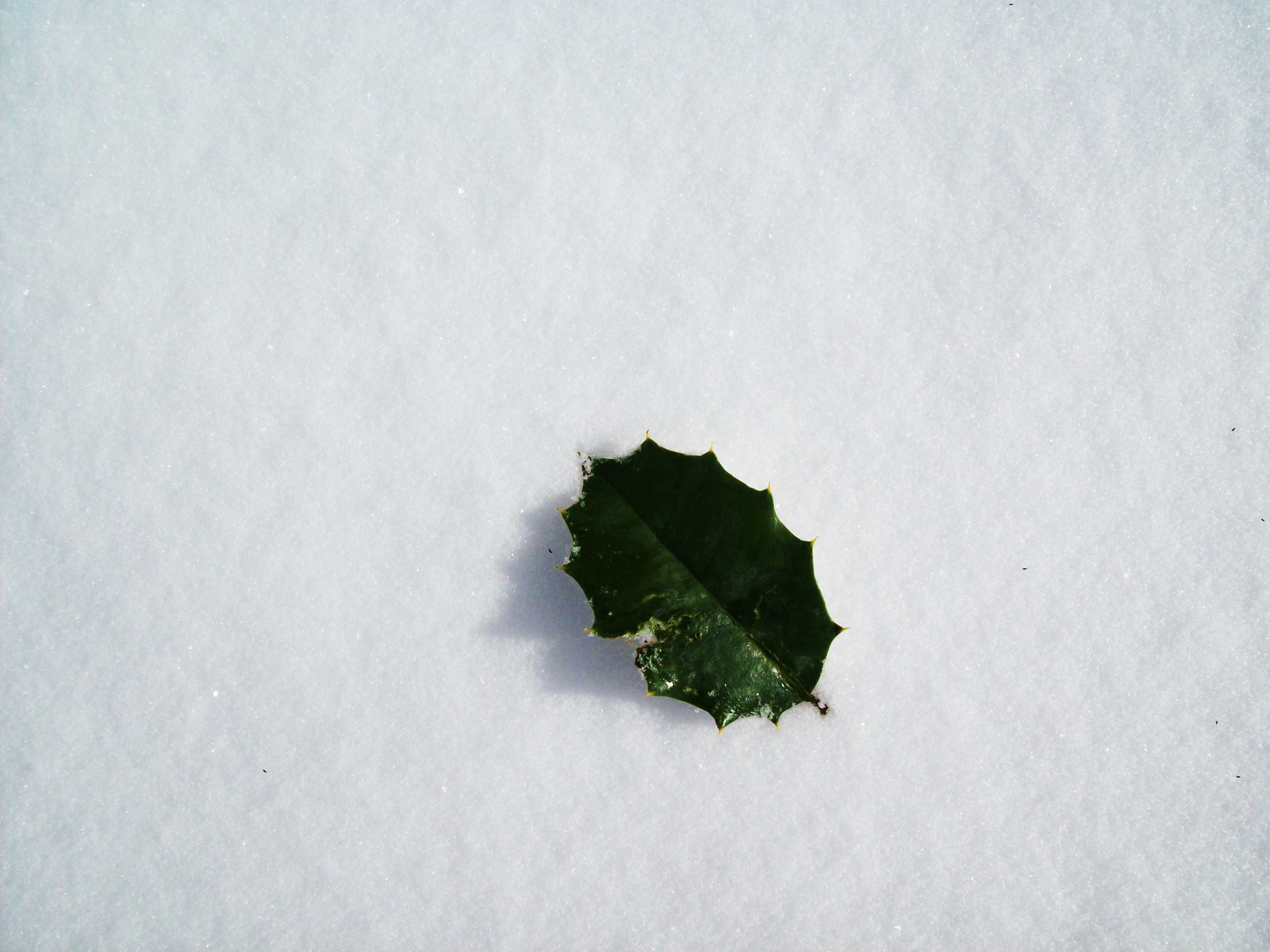 green leaf in the snow