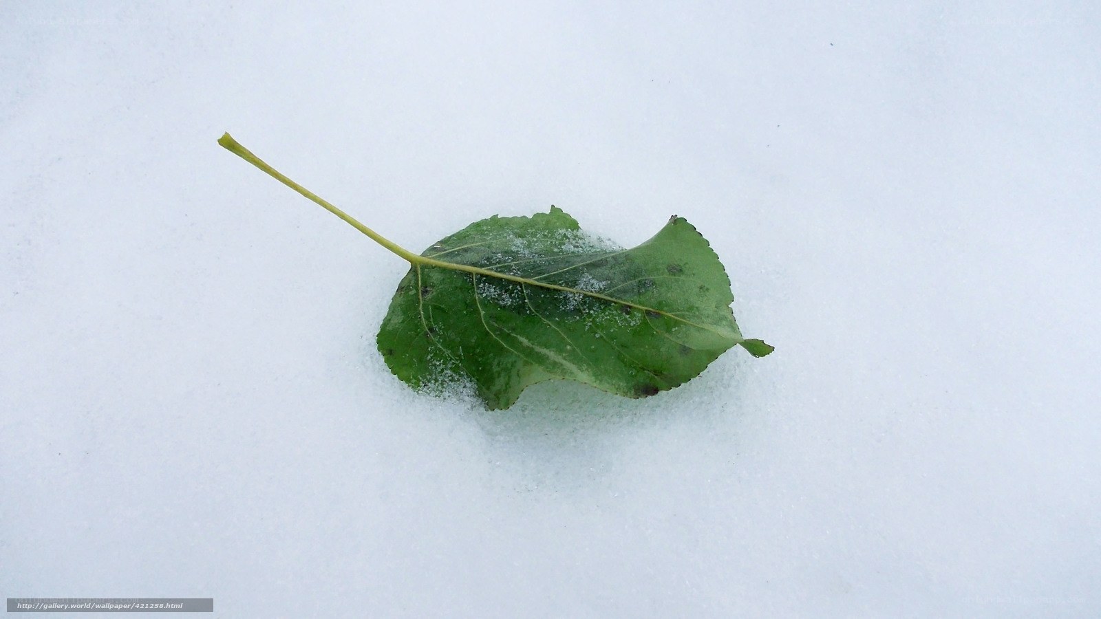 green leaf in the snow