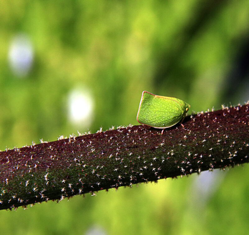 Green leaf insect on a stem