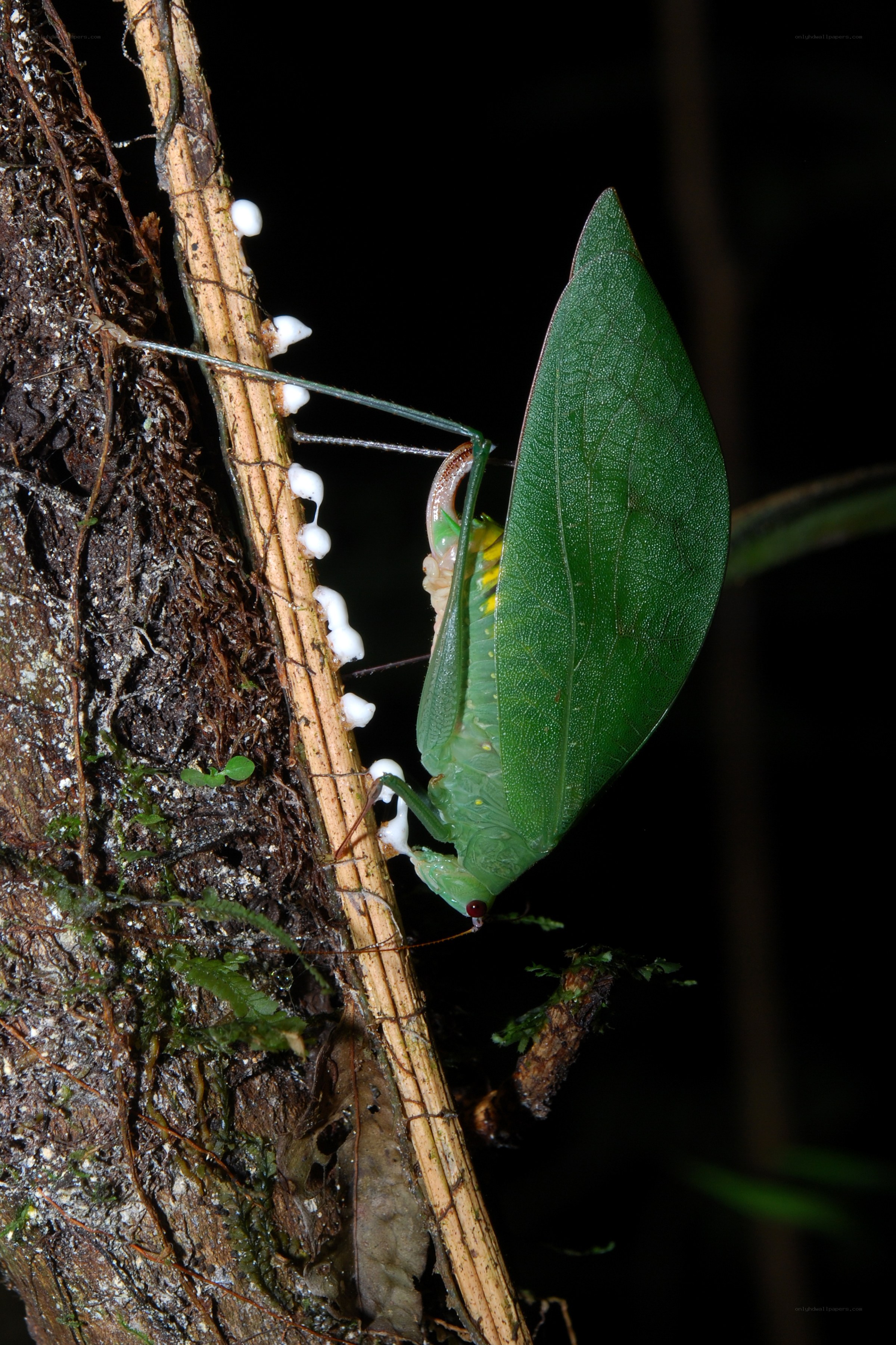 Green leaf insect on vine