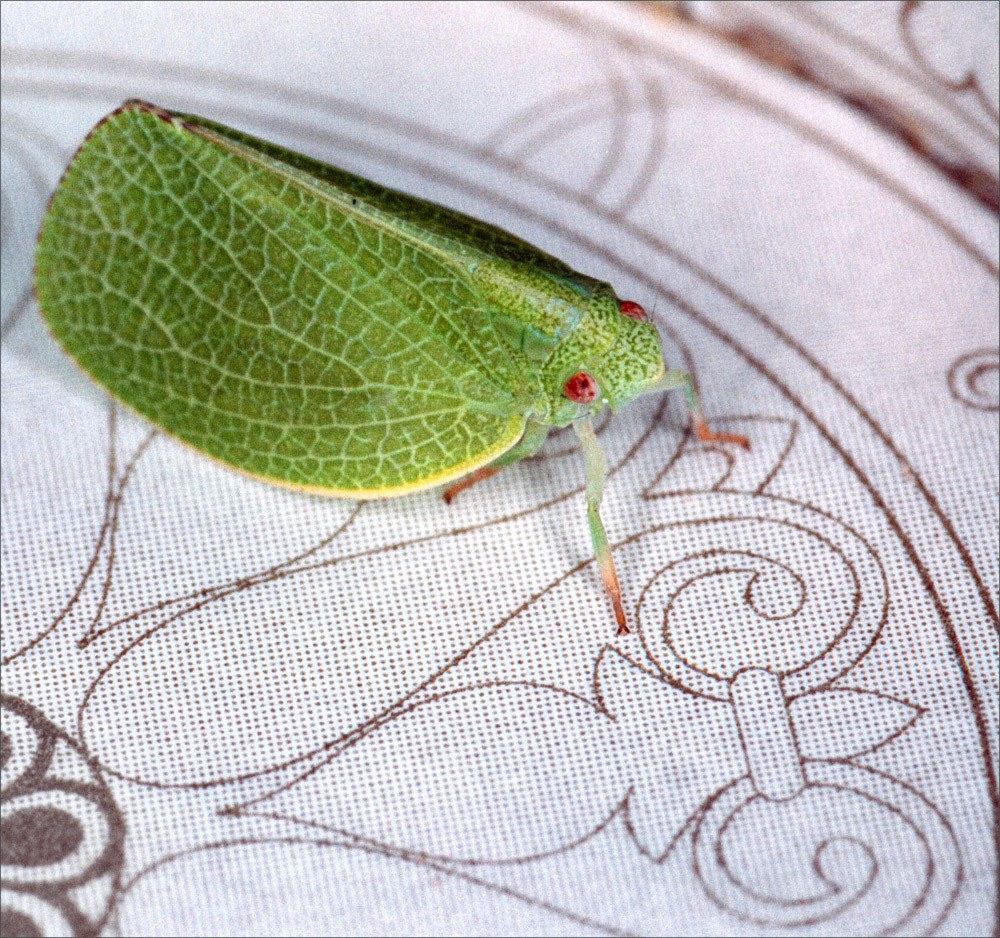 green leaf-like insect on fabric