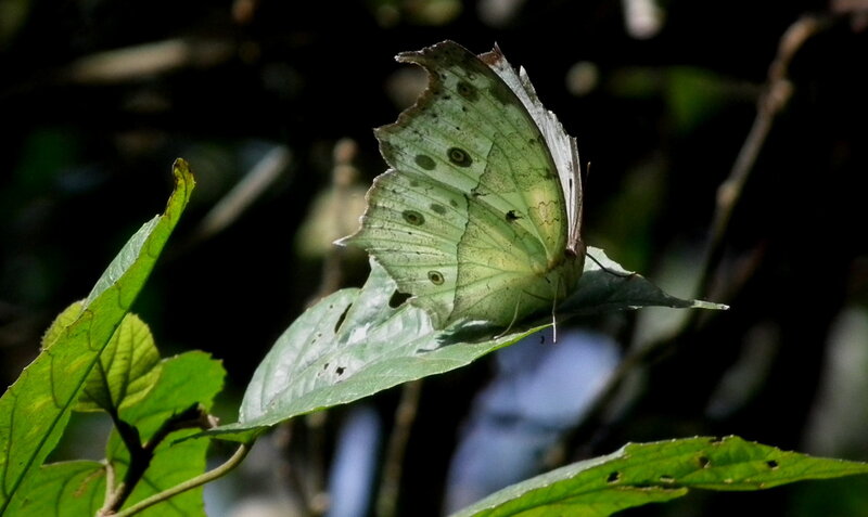 Green Leaf-mimic Butterfly