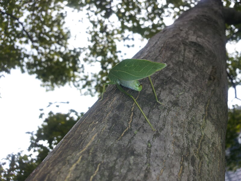 Green Leaf-mimicking Insect
