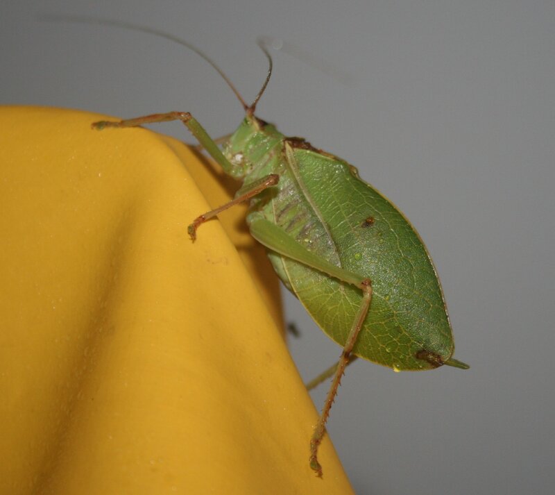 green leaf-mimicking katydid