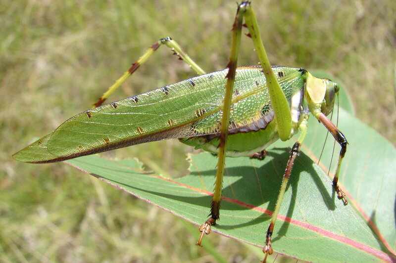 green leaf-mimicking katydid