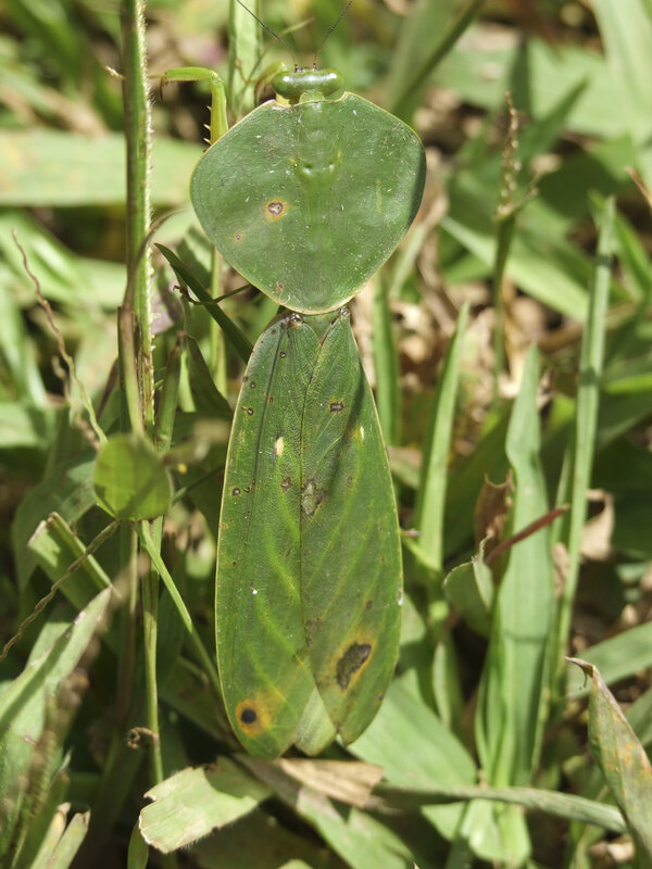 Green leaf-mimicking praying mantis