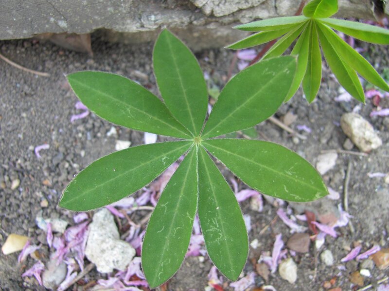 green leaf of a lupine plant
