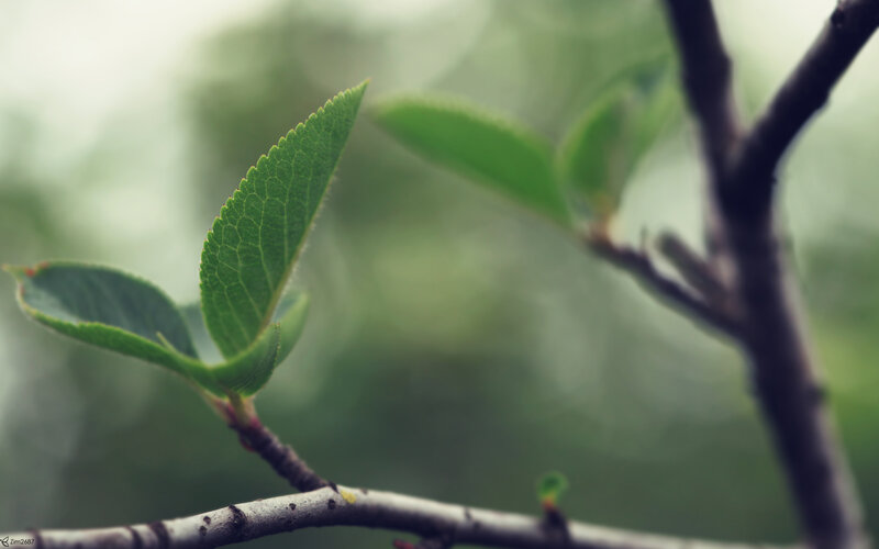 green leaf on a branch