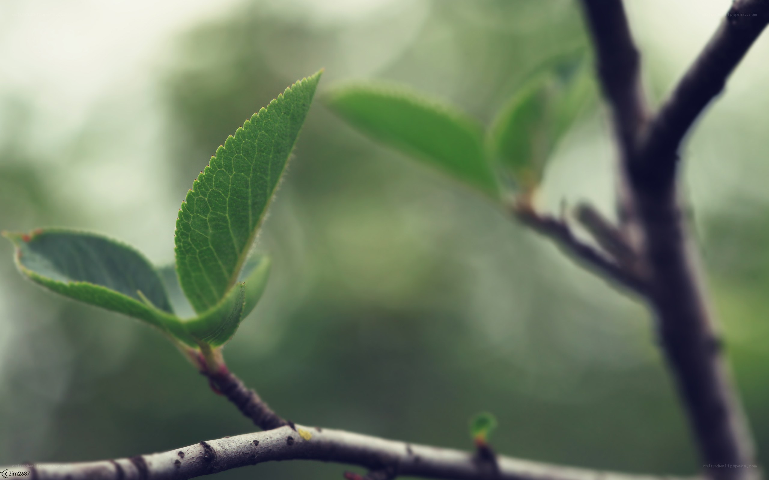 green leaf on a branch