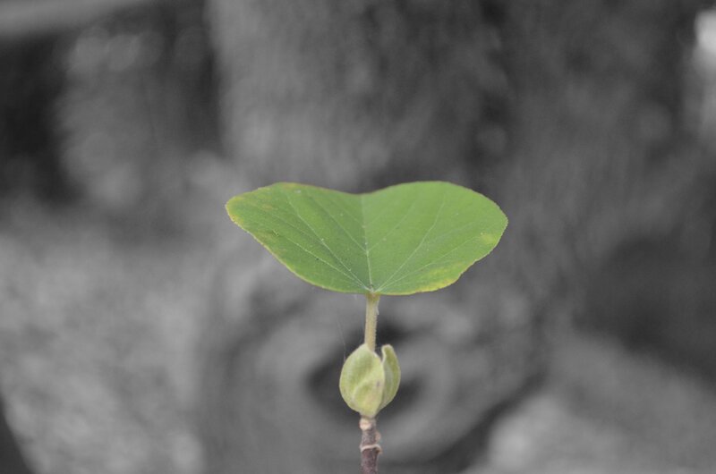 green leaf on a branch