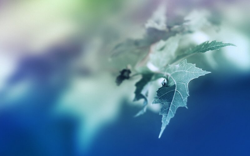 green leaf on a branch