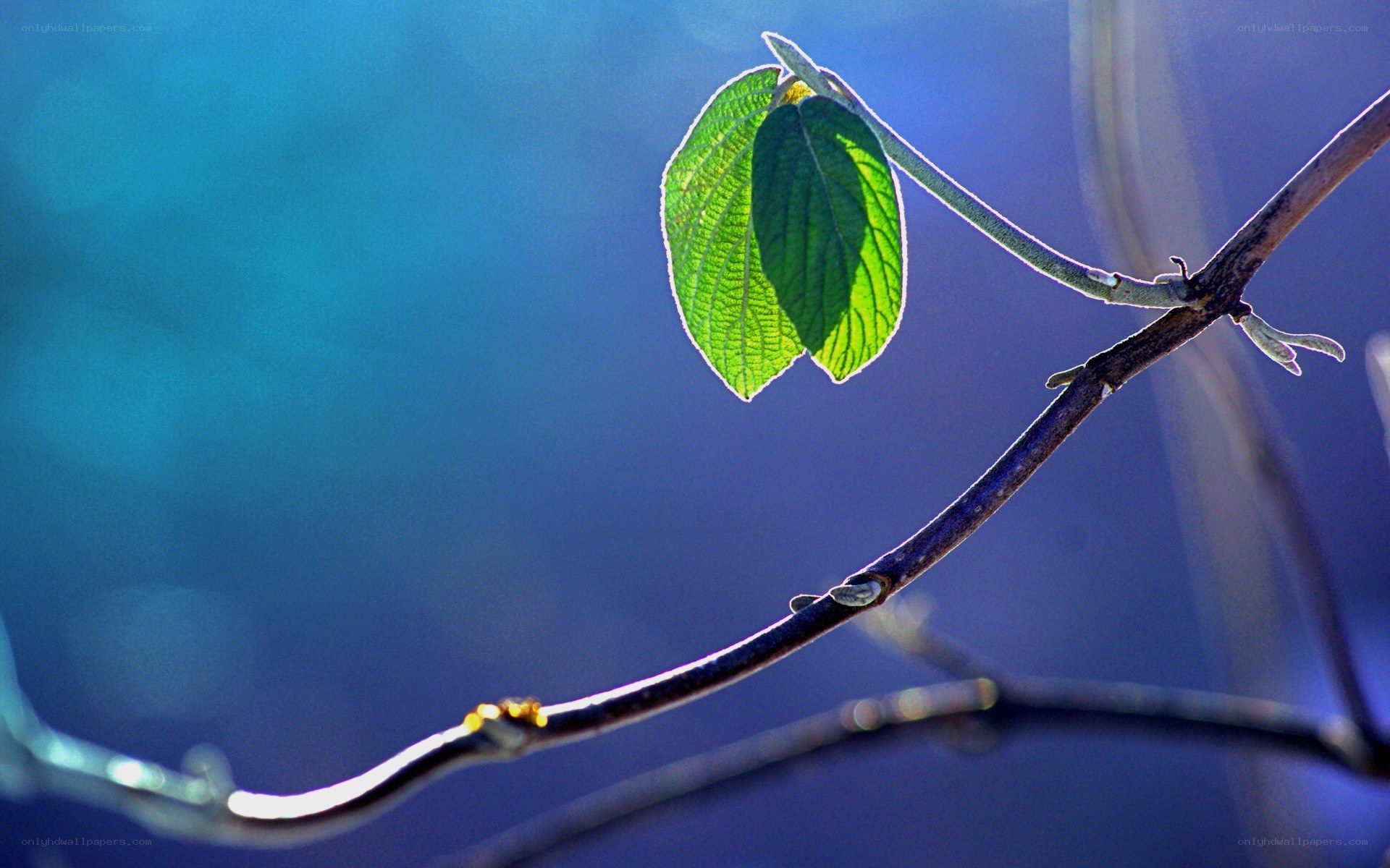 green leaf on a branch