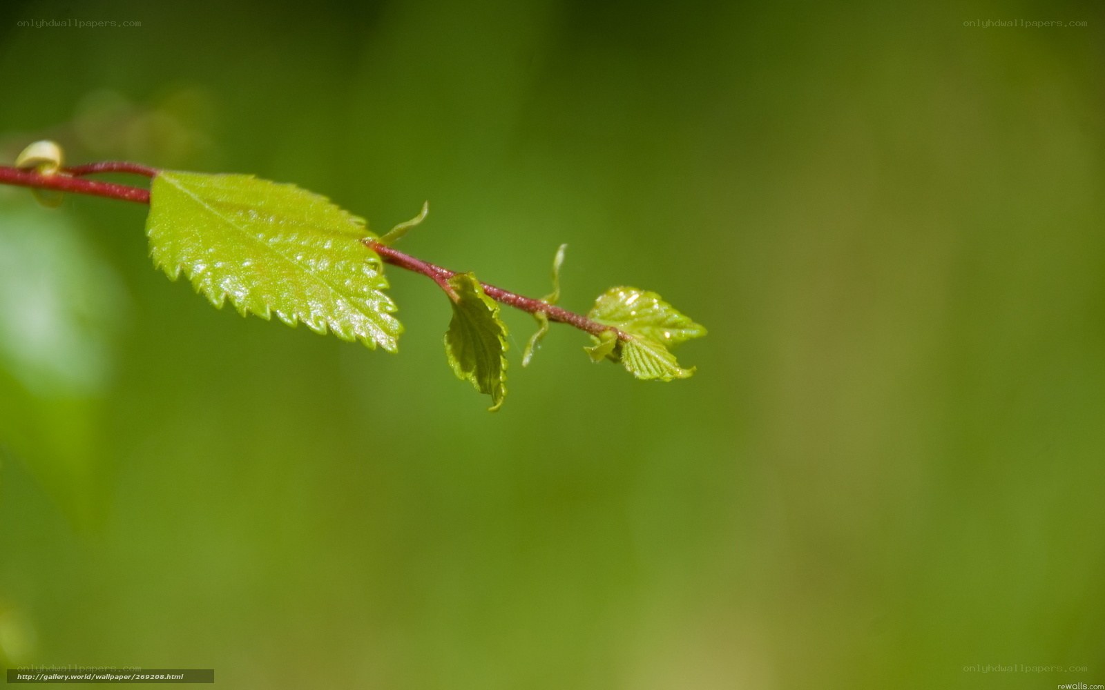 green leaf on a branch