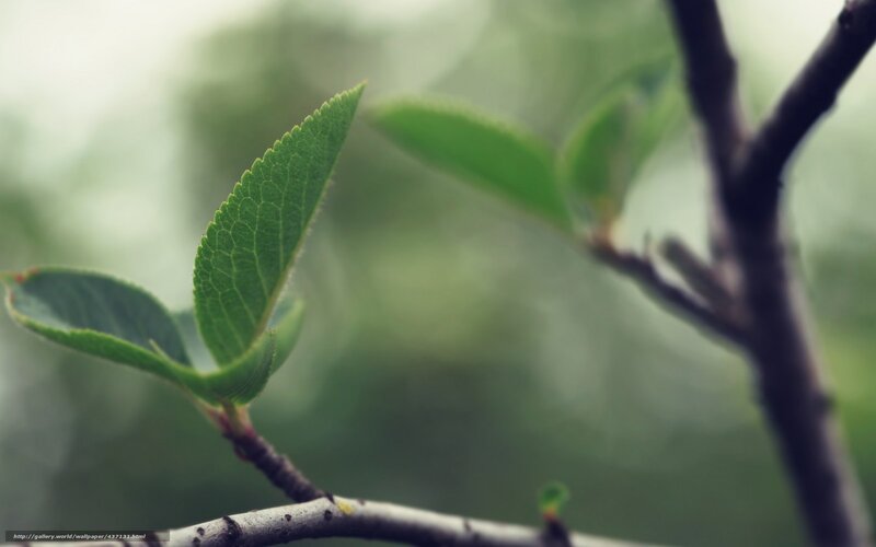green leaf on a branch