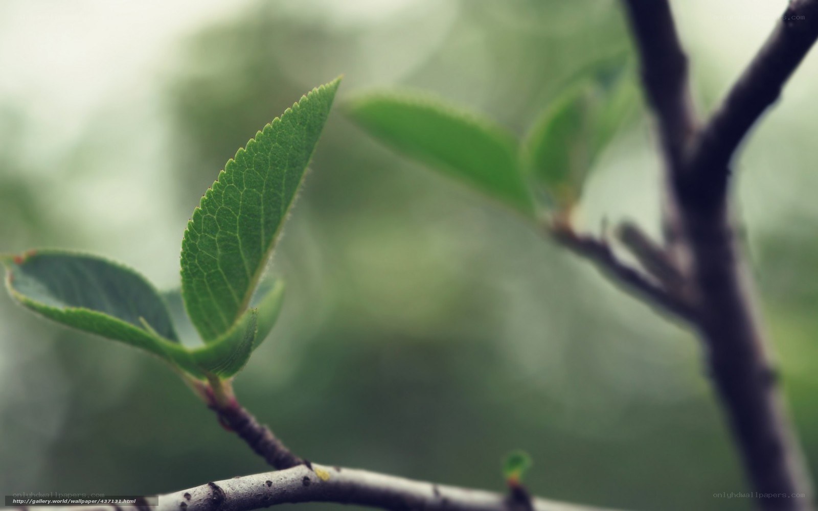 green leaf on a branch